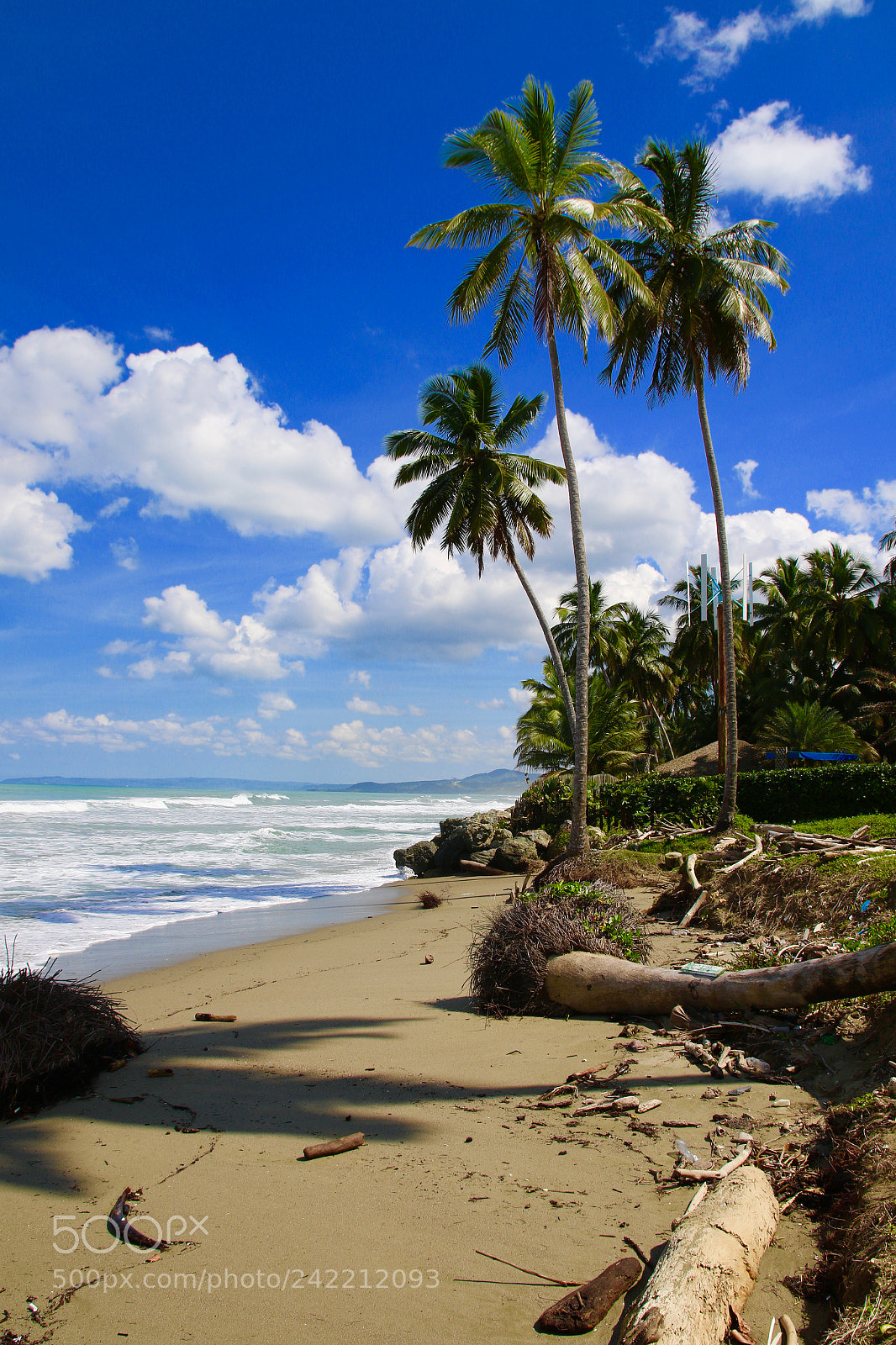 Canon EOS 7D Mark II sample photo. Coconut rdzpicsmovies photography