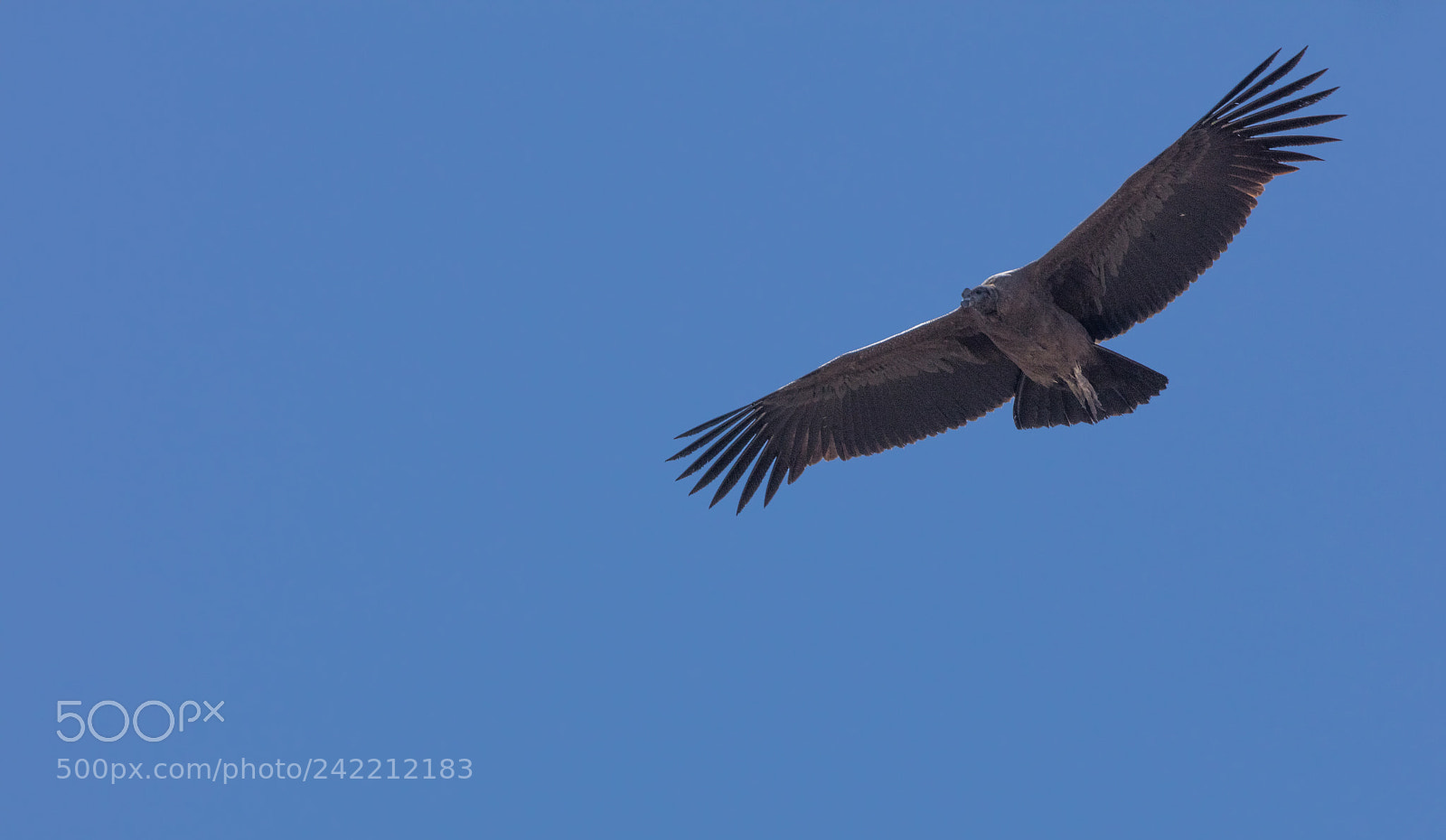 Canon EOS 5DS R sample photo. Condor flying  in peru photography