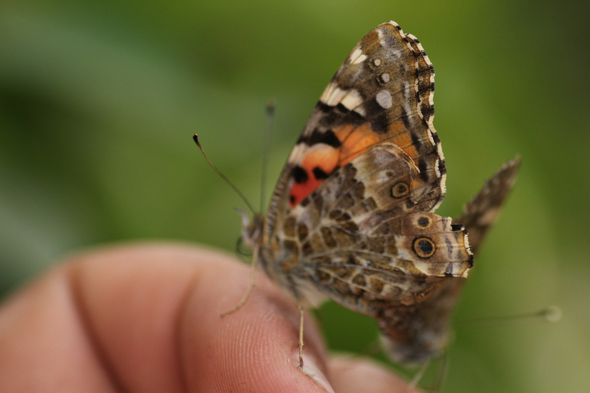 Canon EOS 60D + Tamron SP AF 90mm F2.8 Di Macro sample photo. Butterfly photography