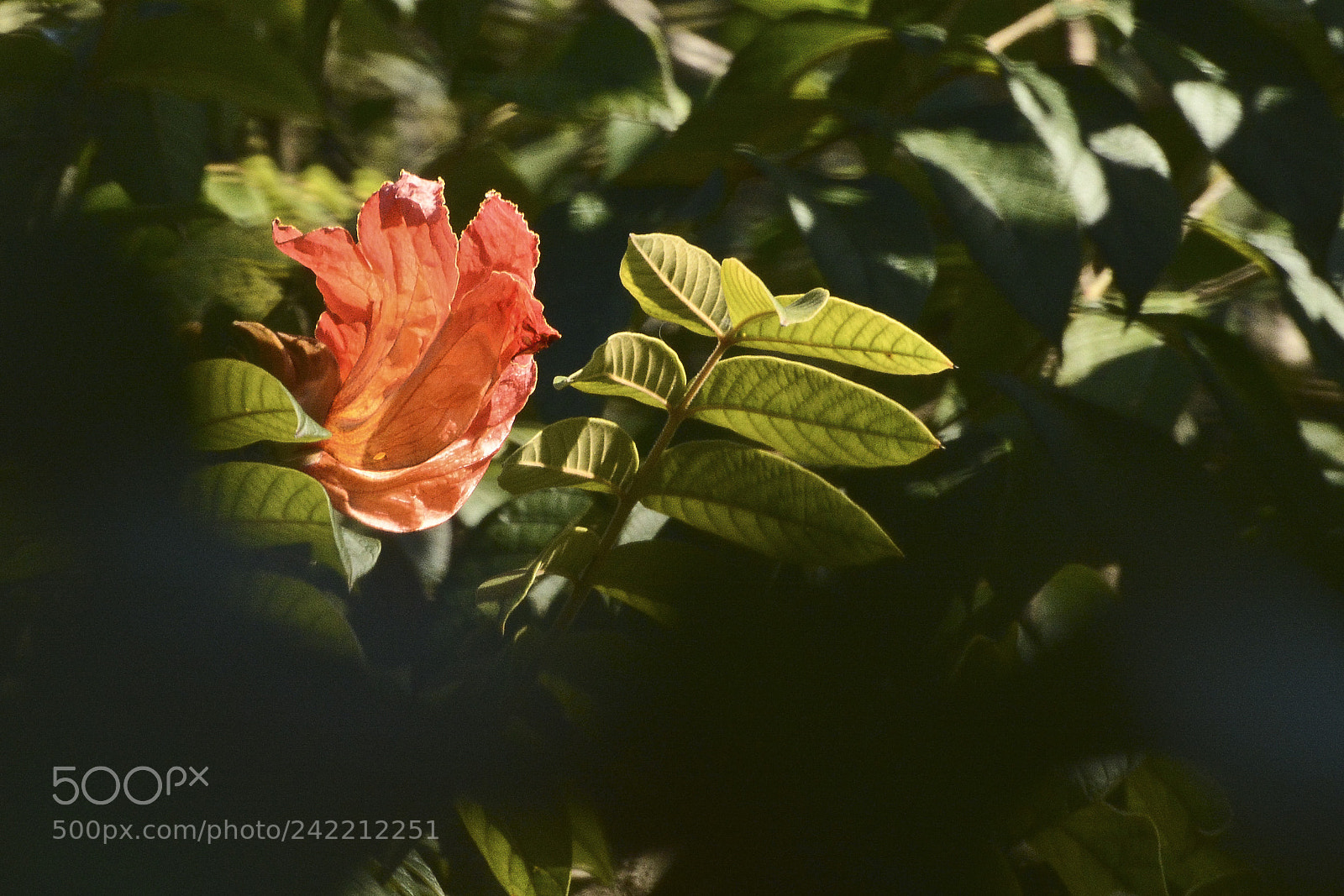 Nikon D7100 sample photo. Em meio a escurid photography