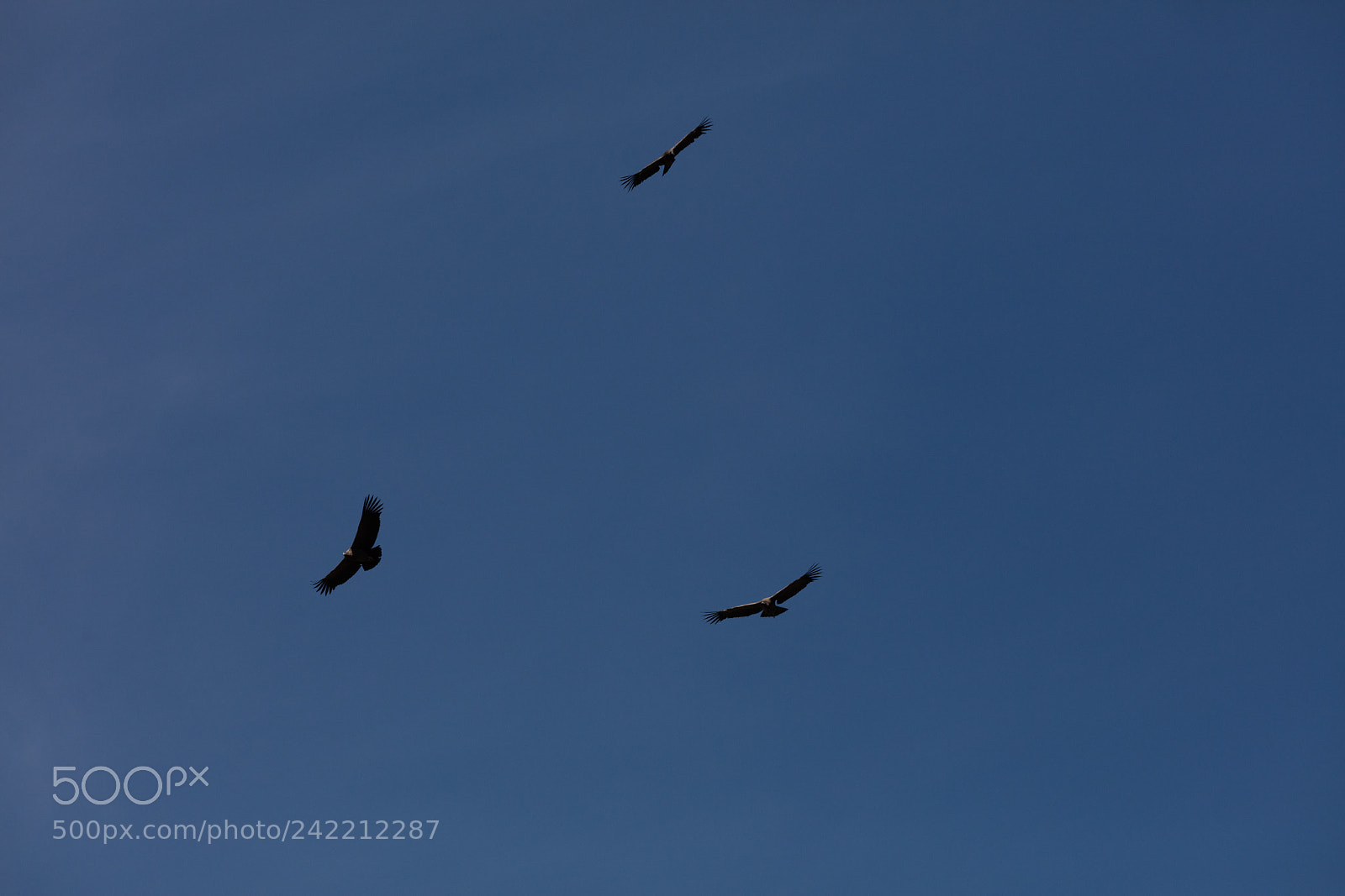 Canon EOS 5DS R sample photo. Condor flying  in peru photography