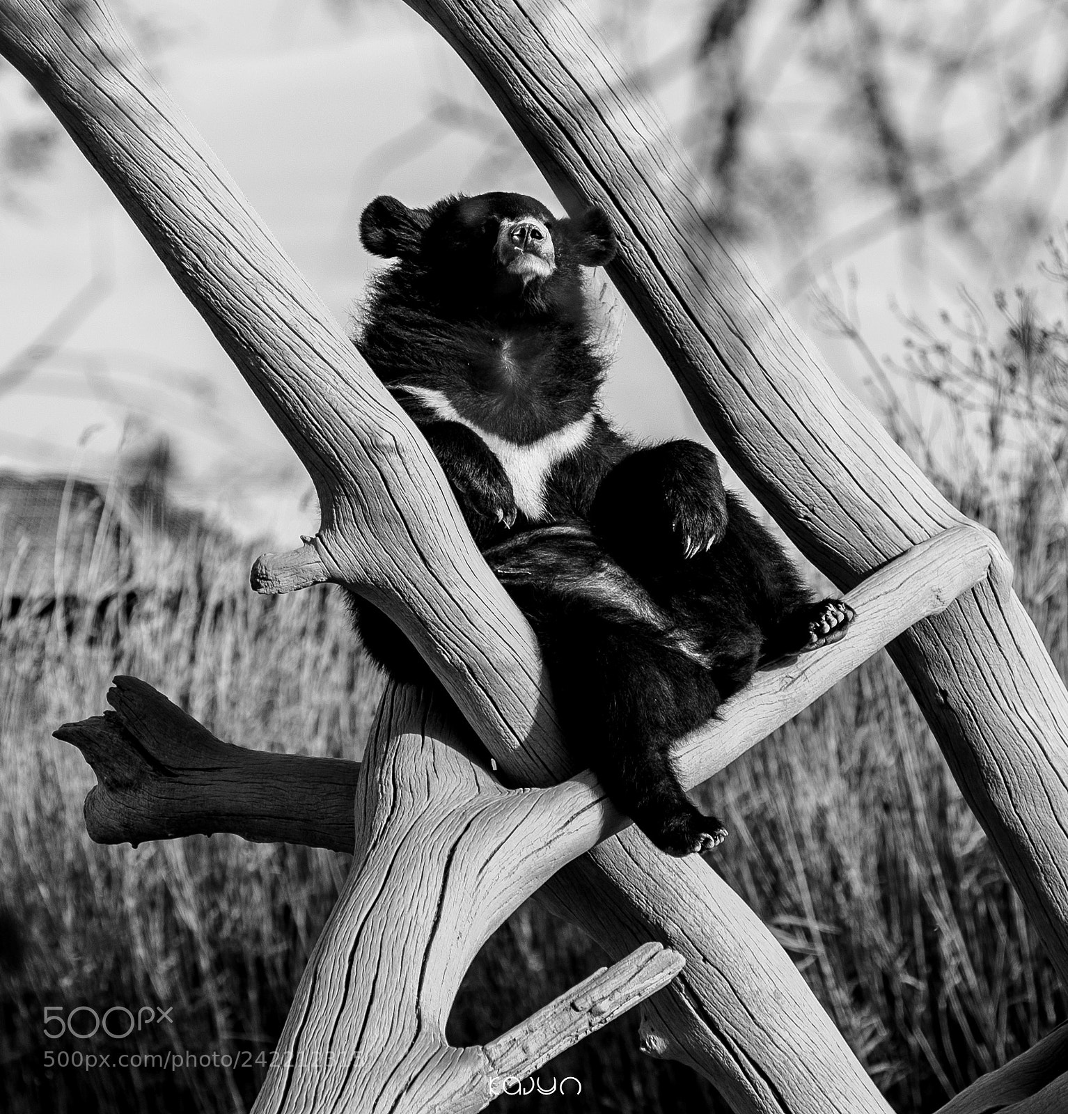 Nikon D700 sample photo. Untitled photography