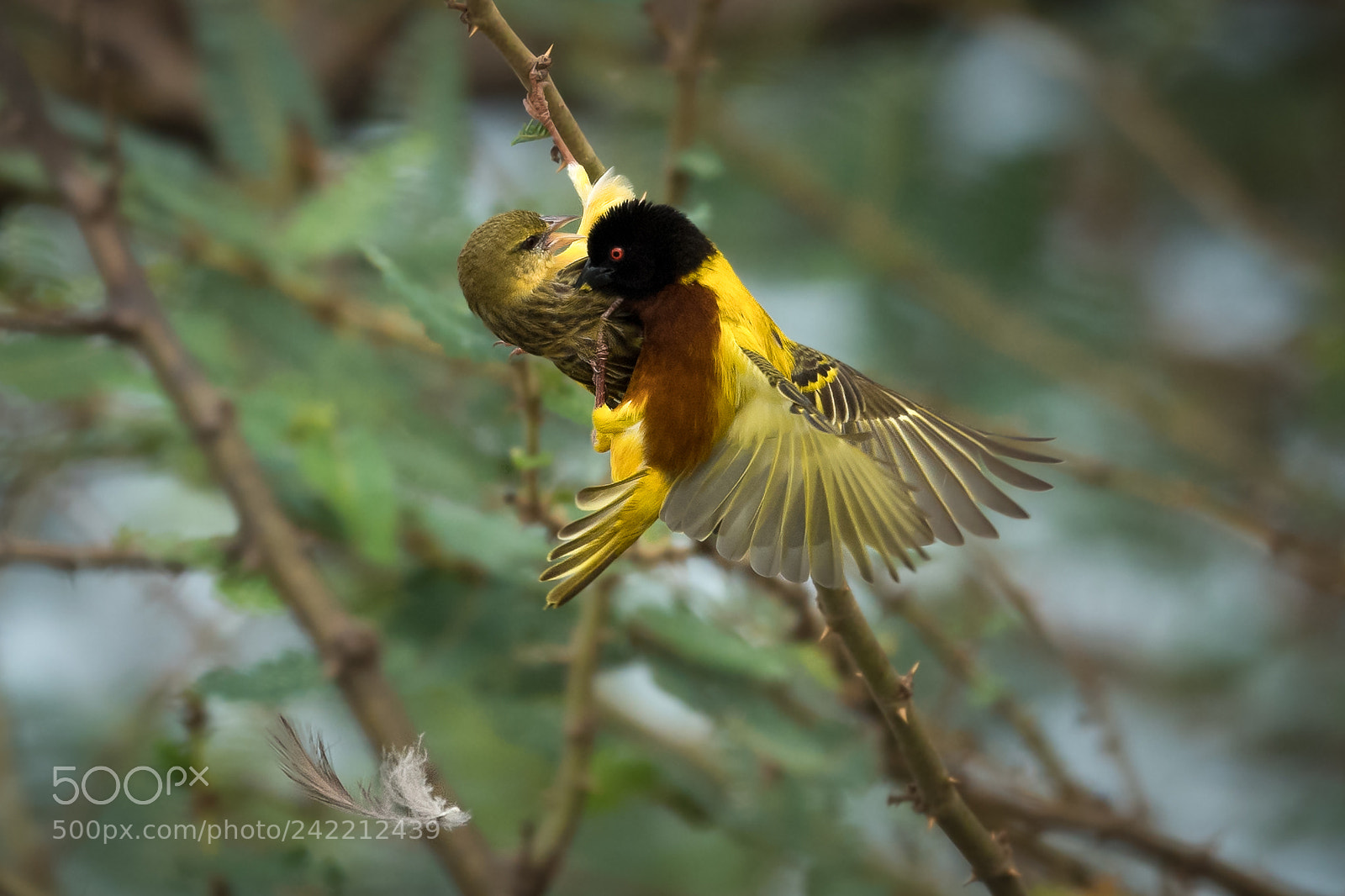 Nikon D5 sample photo. Hey you my feather photography