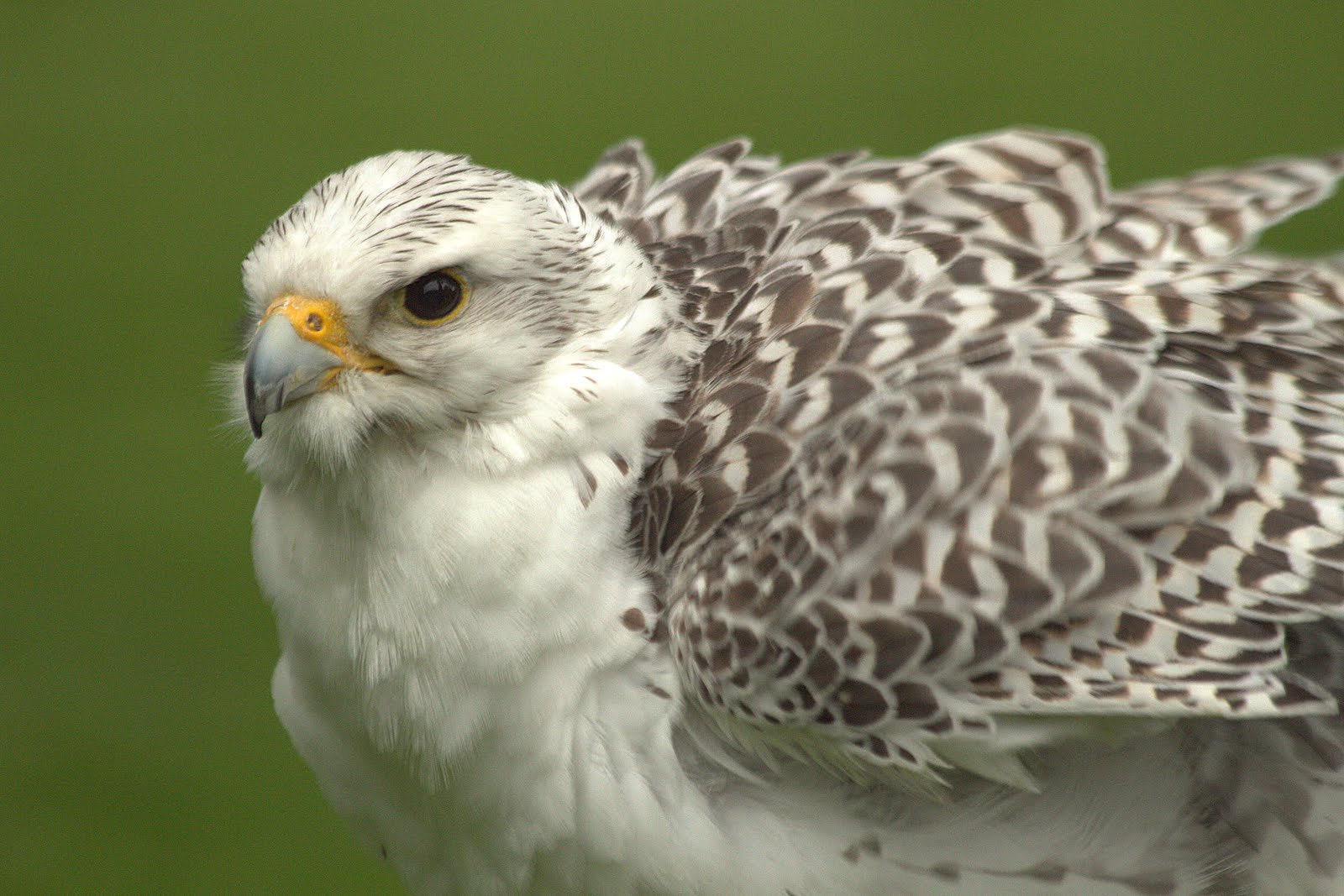 Canon EF 70-300mm F4-5.6 IS USM sample photo. Bird of prey photography