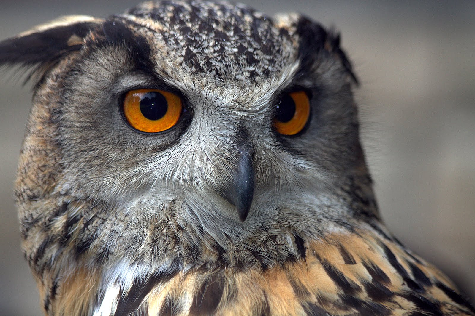 Canon EF 70-300mm F4-5.6 IS USM sample photo. Oehoe photography