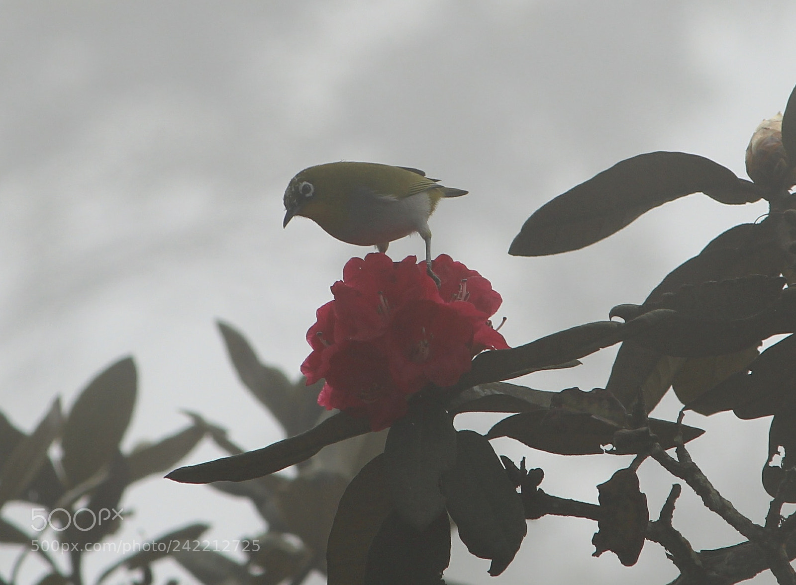 Canon EOS 1300D (EOS Rebel T6 / EOS Kiss X80) sample photo. Oriental white eye bird photography