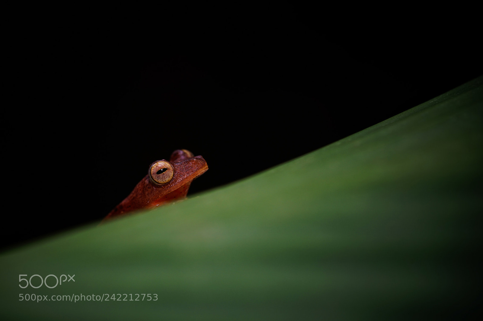 Sony a7 sample photo. Red frog on a photography
