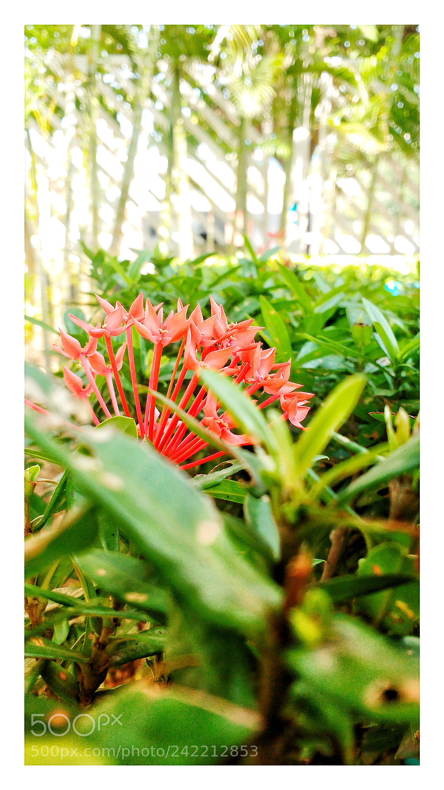 Motorola MotoG3 sample photo. Ixora photography