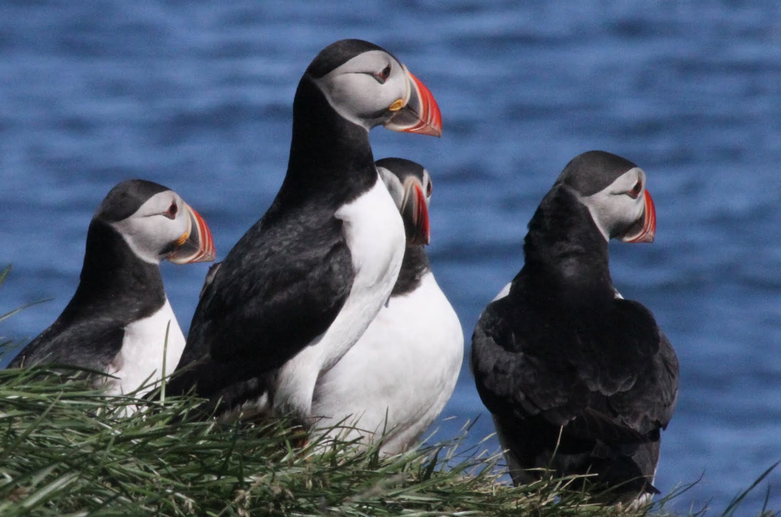 Canon EF 70-300mm F4-5.6 IS USM sample photo. Puffins photography