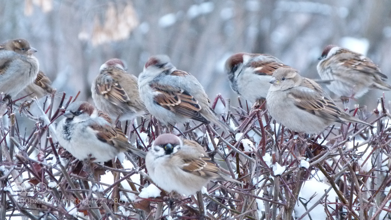 Panasonic Lumix DMC-FZ100 sample photo. Воробушки. sparrows photography