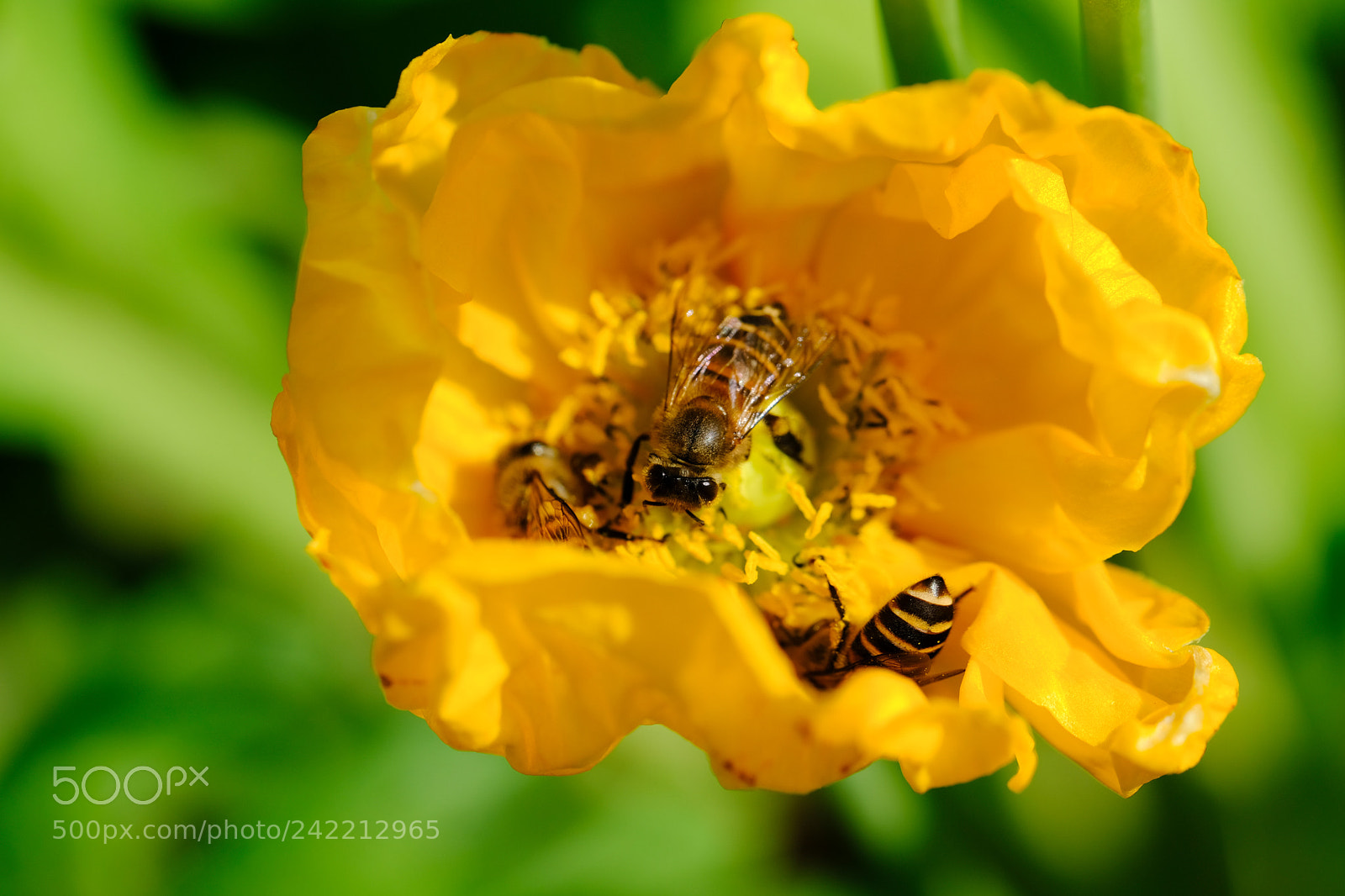 Fujifilm X-T2 sample photo. Bees and flower photography