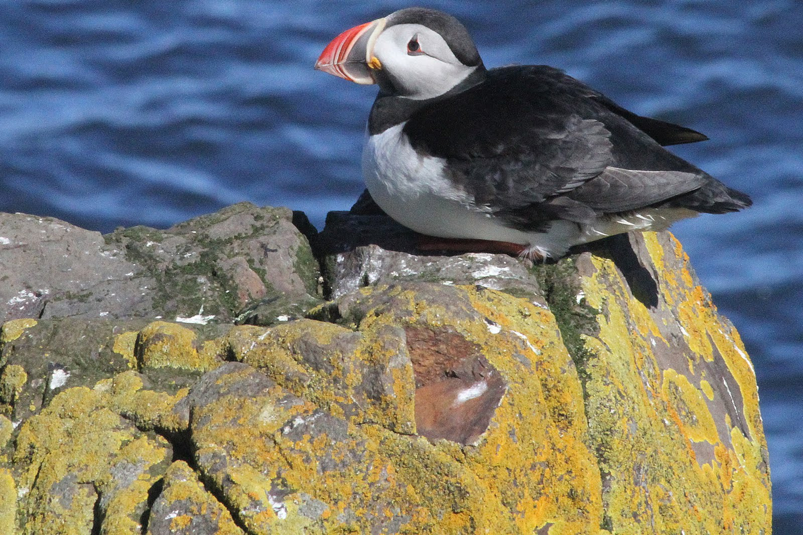 Canon EF 70-300mm F4-5.6 IS USM sample photo. Puffin photography