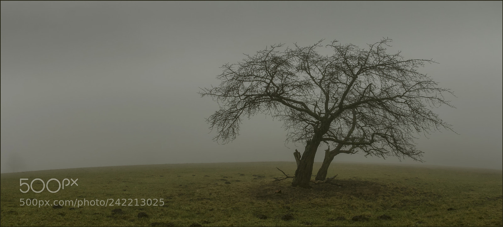 Canon EOS 60D sample photo. Foggy day in january photography