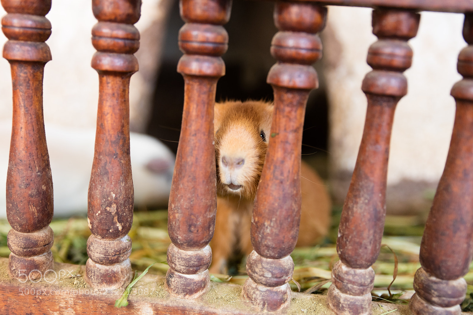 Canon EOS 5DS R sample photo. Guinea pig in captivity photography