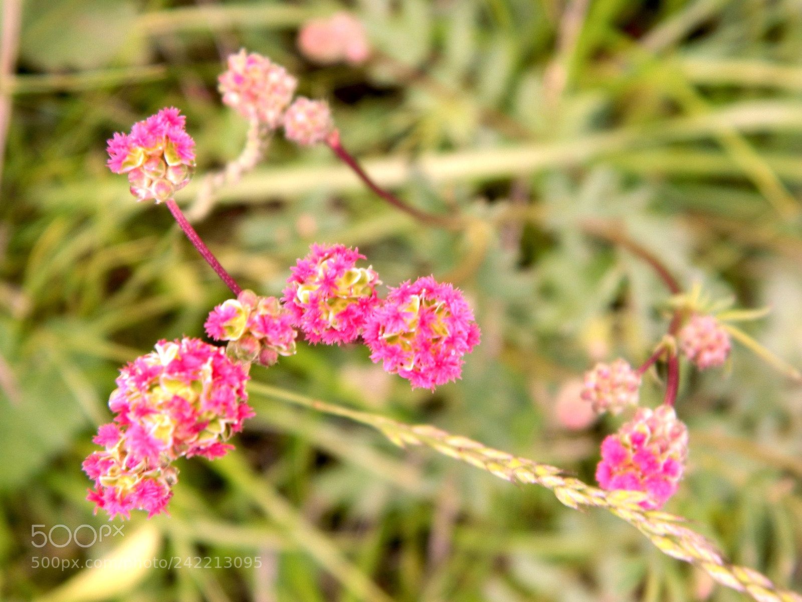 Nikon Coolpix L120 sample photo. Pink photography