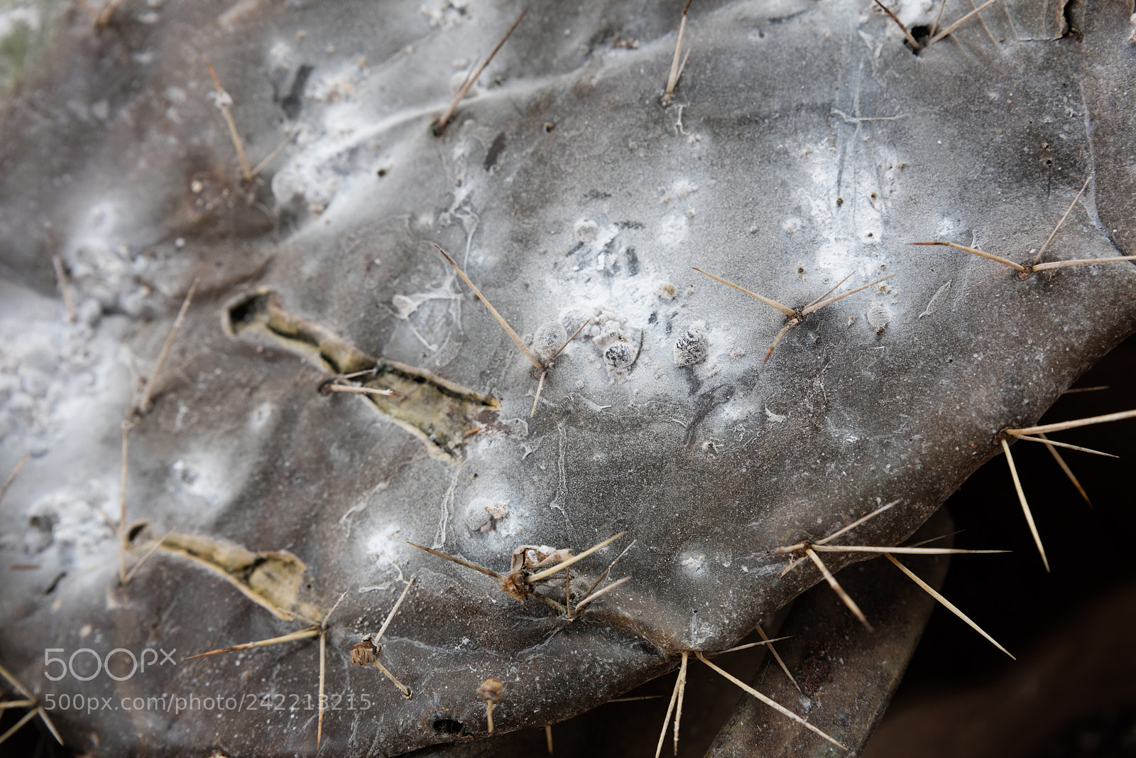 Canon EOS 5DS R sample photo. Cottony cushion scale photography