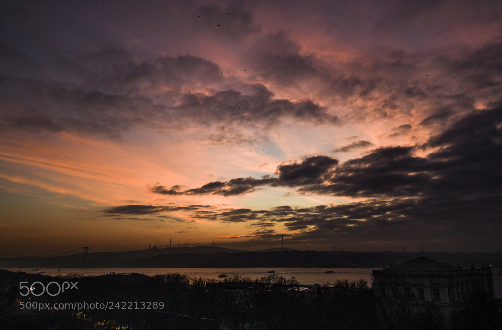 Nikon D850 sample photo. Jungle in the sky photography