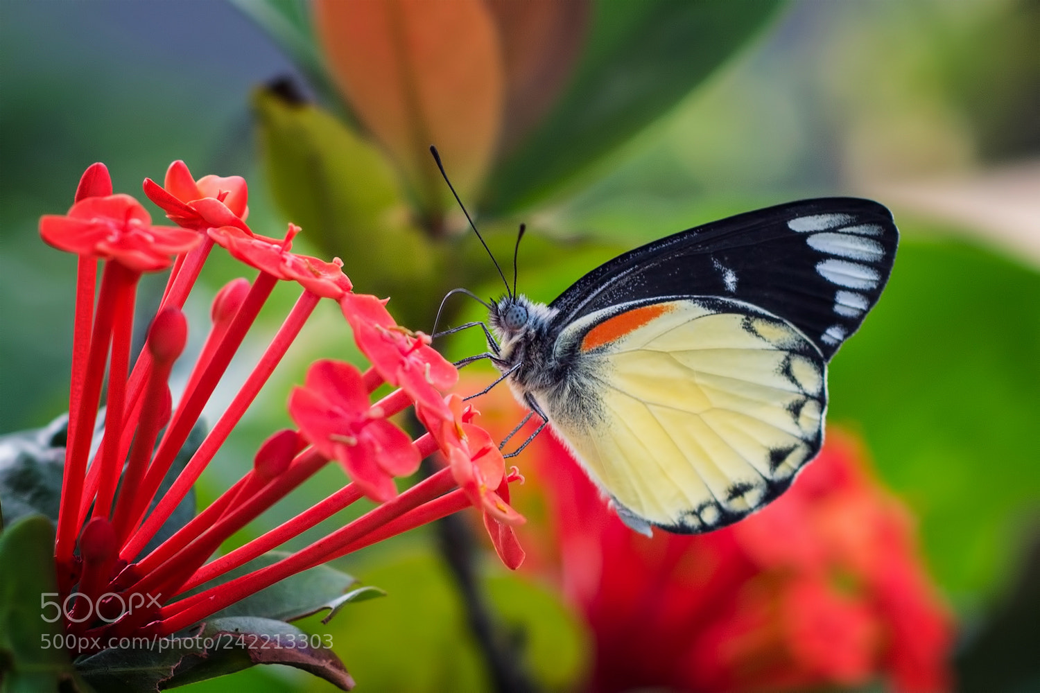Nikon D3100 sample photo. ... photography