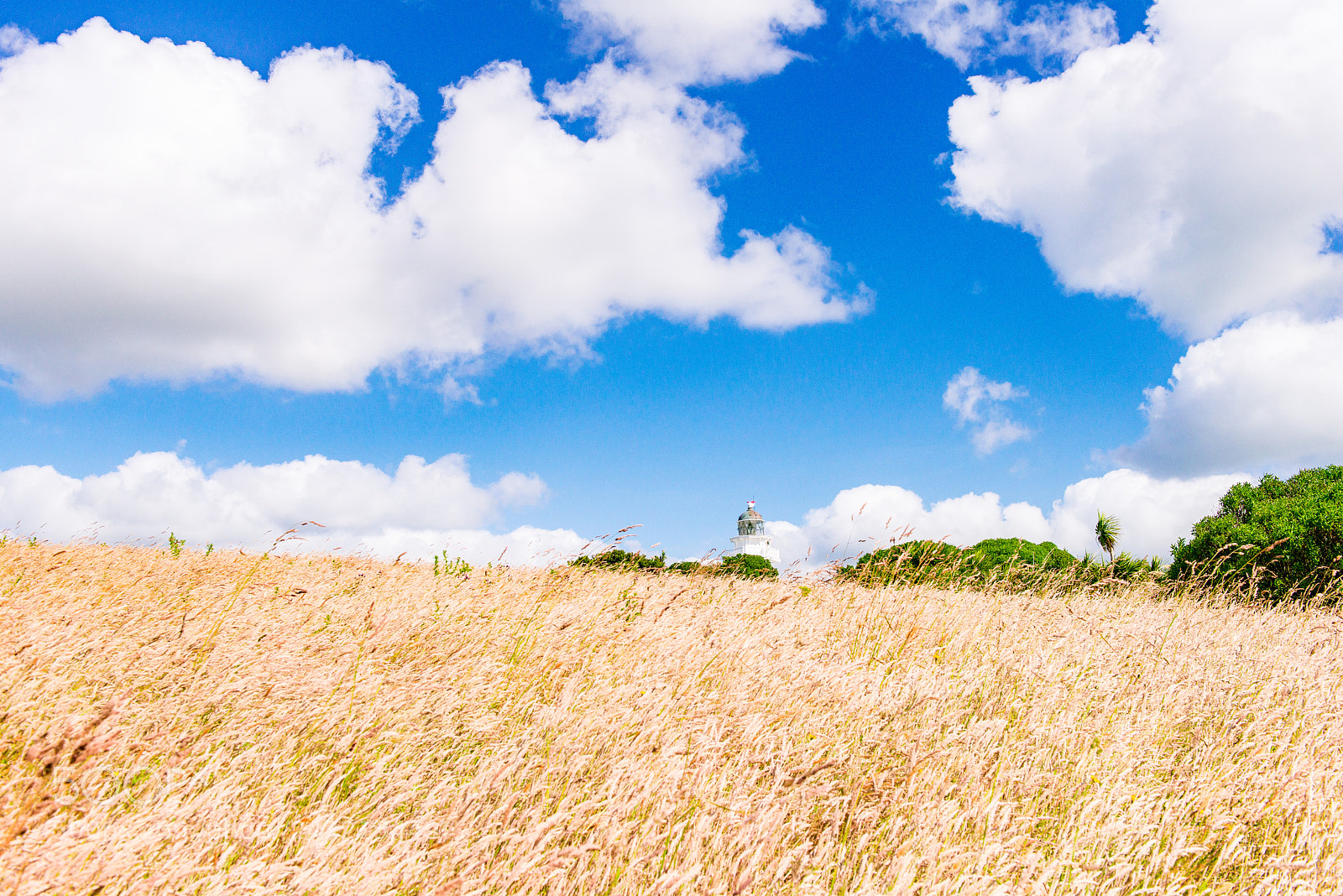 Nikon D800 sample photo. Good day photography