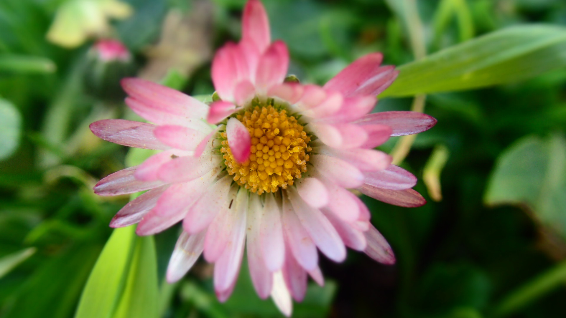 Olympus TG-3 sample photo. Flor photography