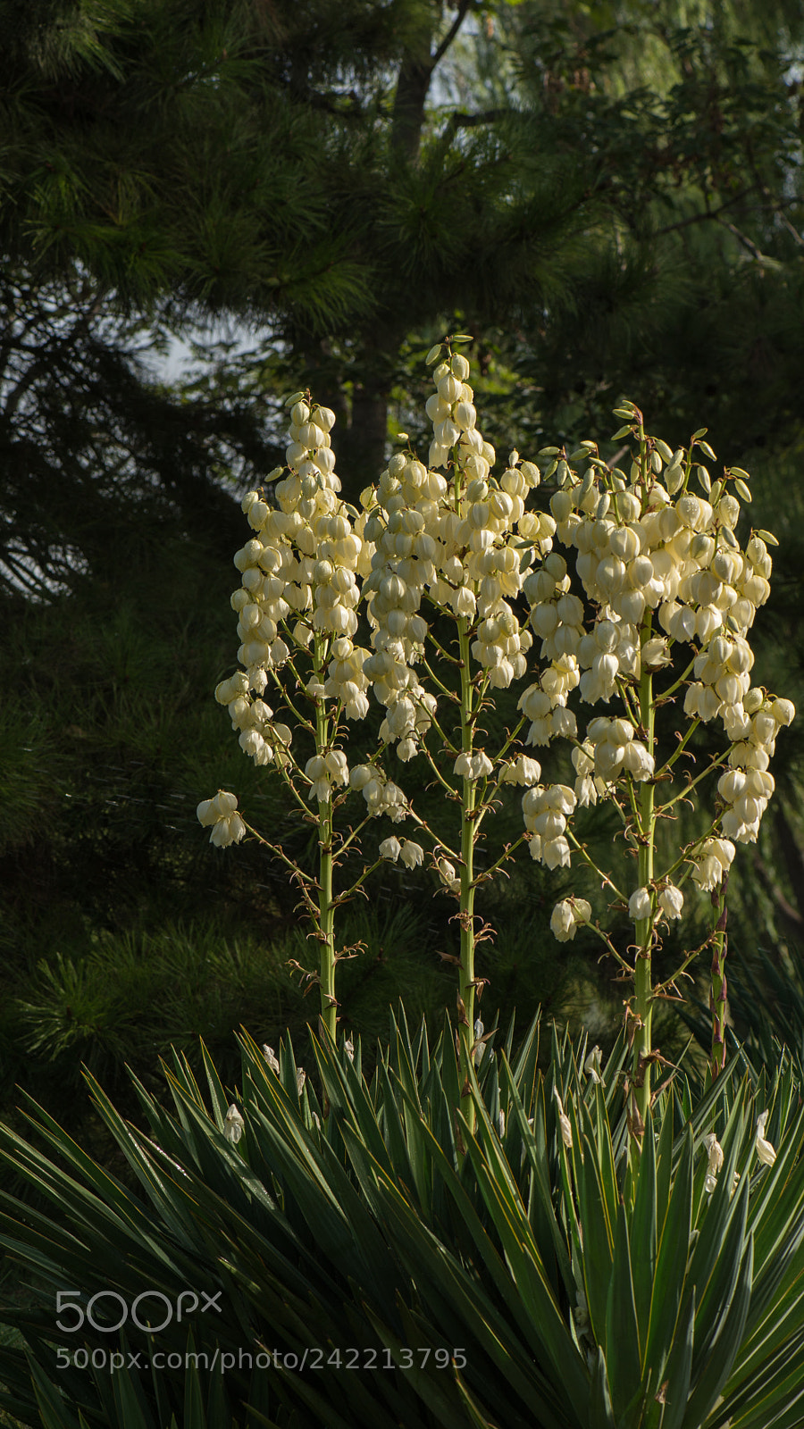 Nikon D800E sample photo. Swords and flowers photography