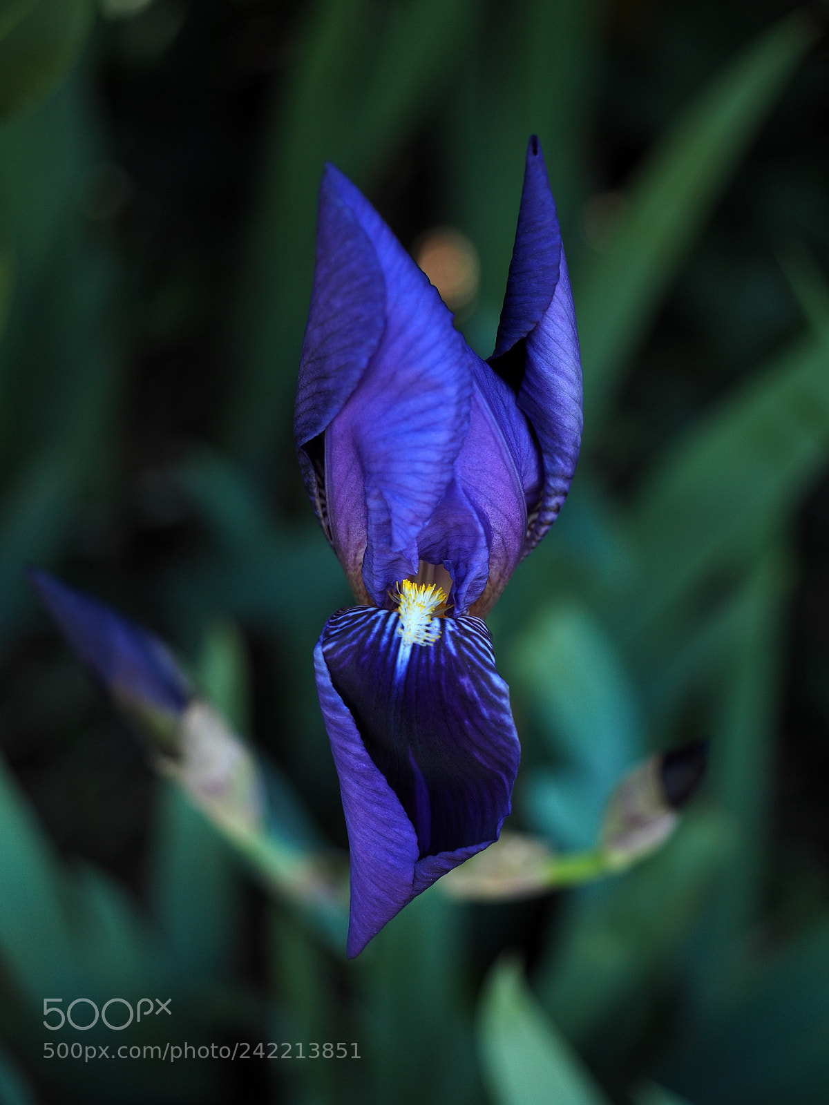 Olympus OM-D E-M5 II sample photo. Centro botanico moutan 17p4080875 photography
