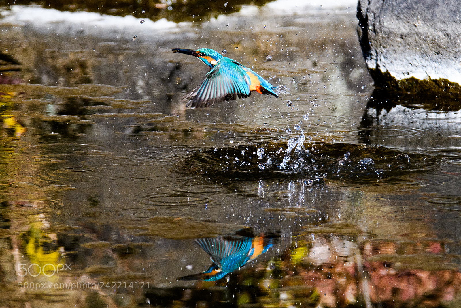 Nikon D500 sample photo. Kingfisher photography