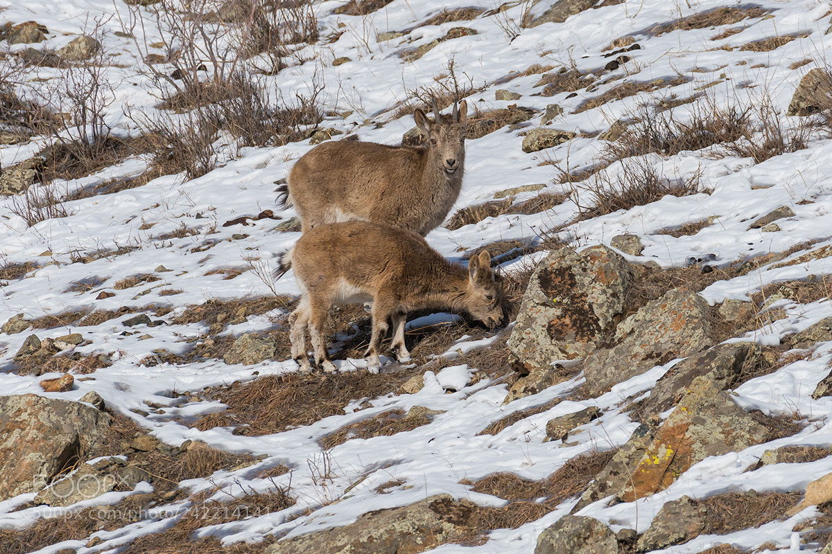 Nikon D800 sample photo. Mountain wild goat photography