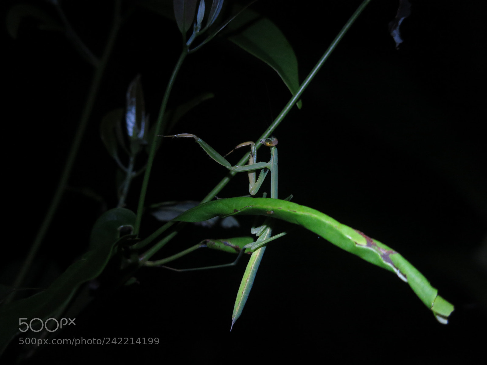 Canon PowerShot G15 sample photo. Praying mantis photography