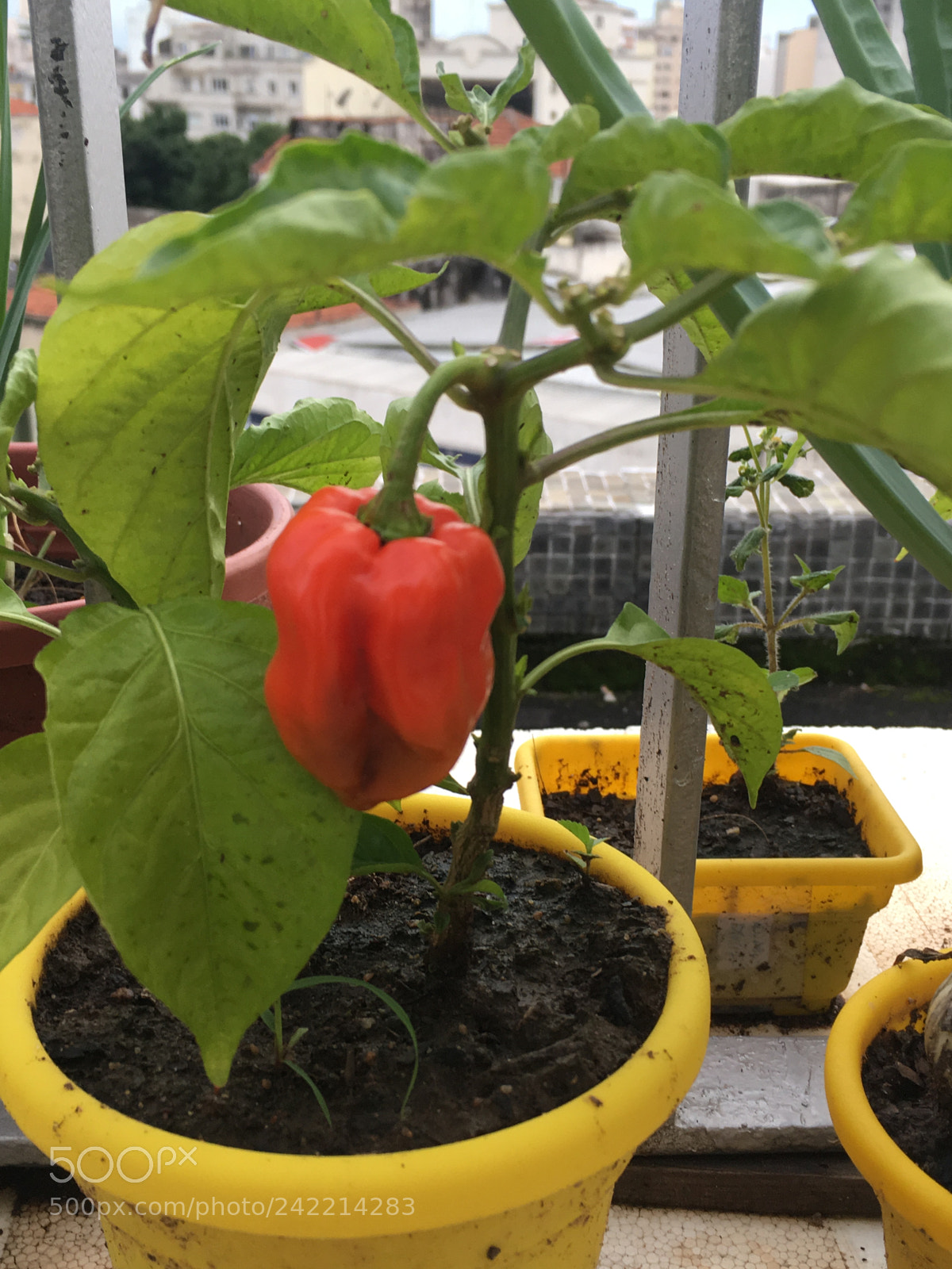 Apple iPhone SE sample photo. Finally habanero pepper have photography