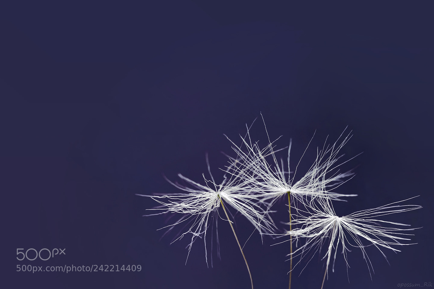 Panasonic Lumix DMC-FZ1000 sample photo. Three dandelion seeds photography