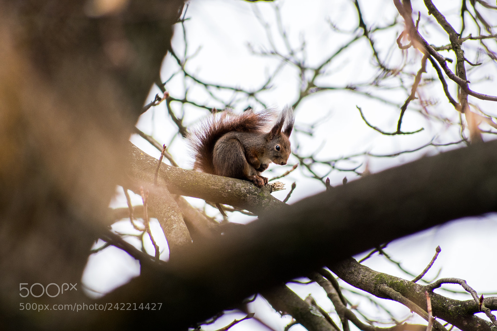 Nikon D3400 sample photo. Lonely squirrel photography