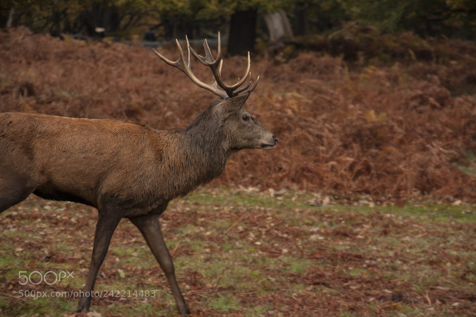 Canon EOS 450D (EOS Rebel XSi / EOS Kiss X2) sample photo. Deer photography