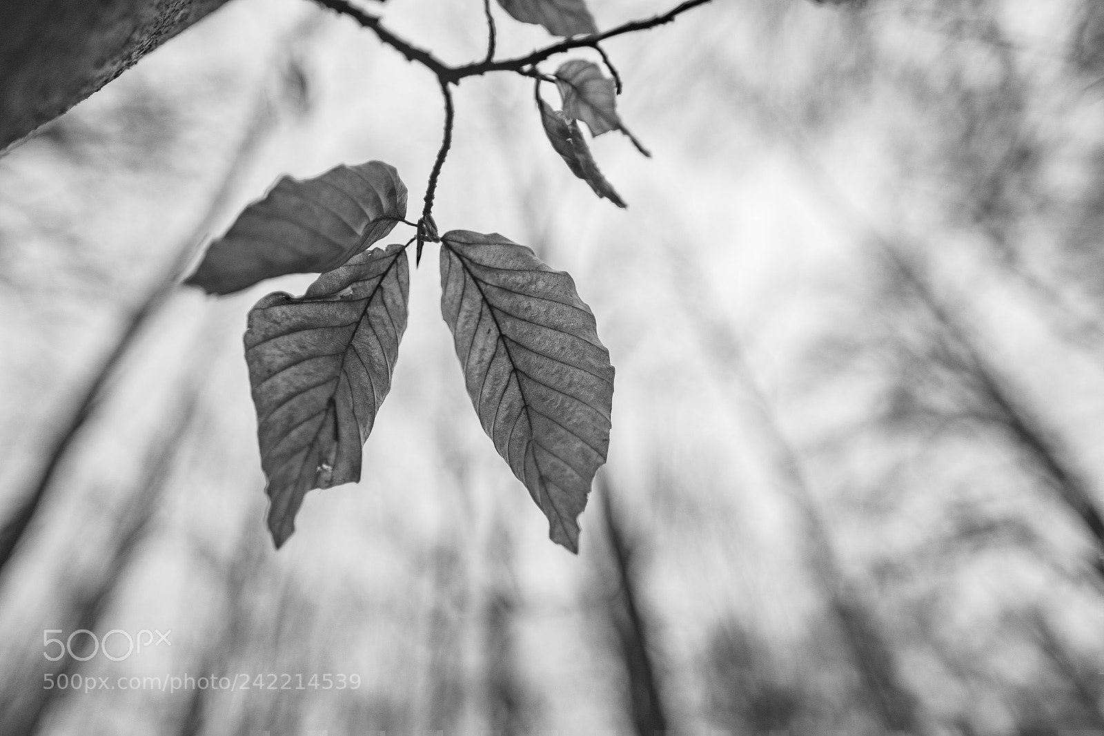 Fujifilm X-Pro1 sample photo. Don't leaf me this photography