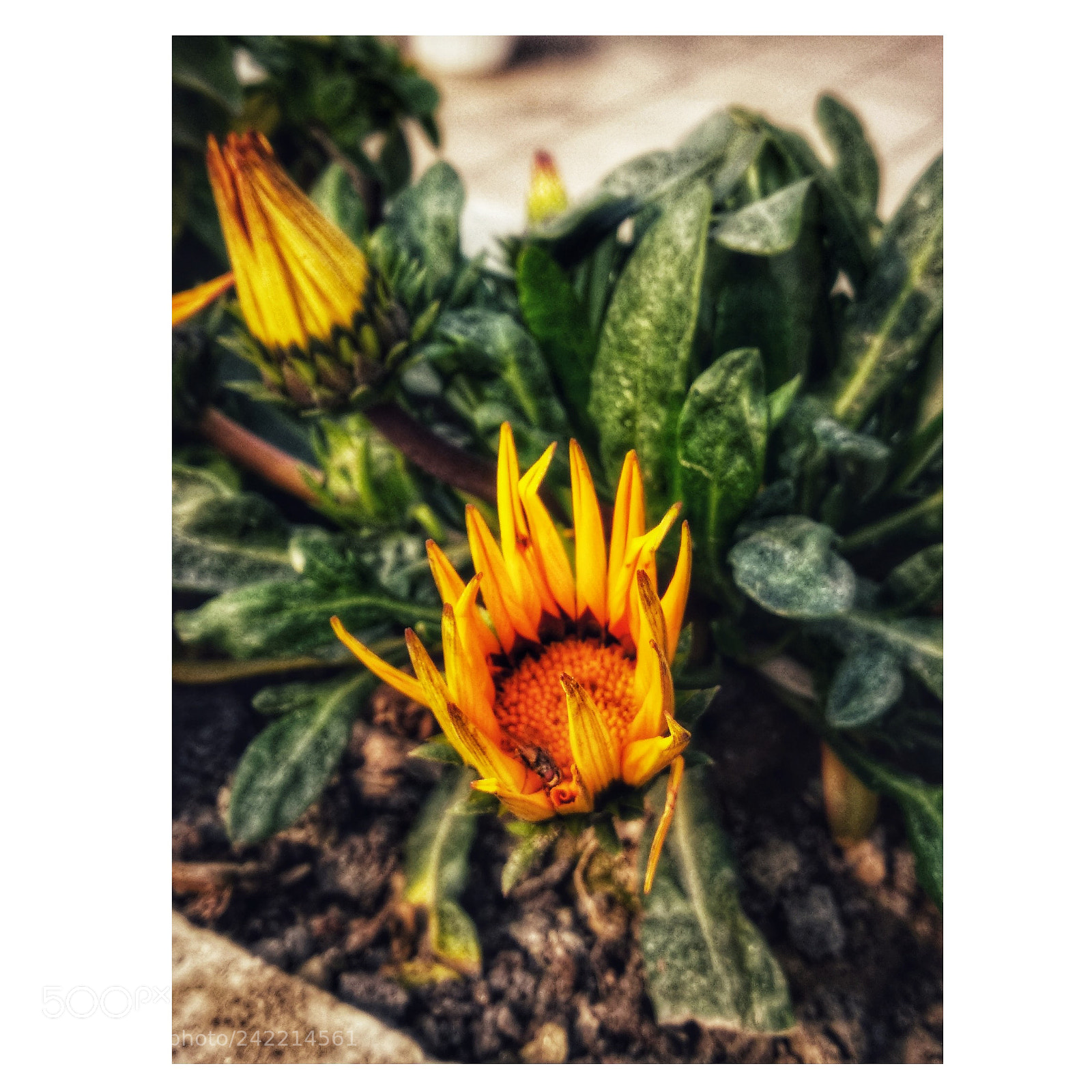 Xiaomi Mi A1 sample photo. Sunflower photography
