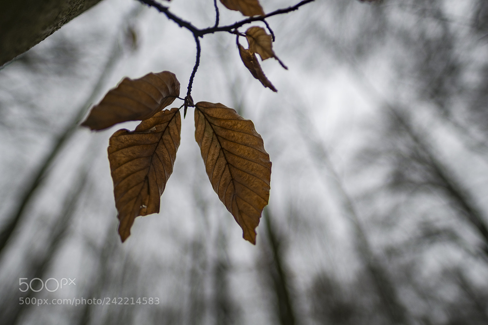 Fujifilm X-Pro1 sample photo. Don't leaf me this photography