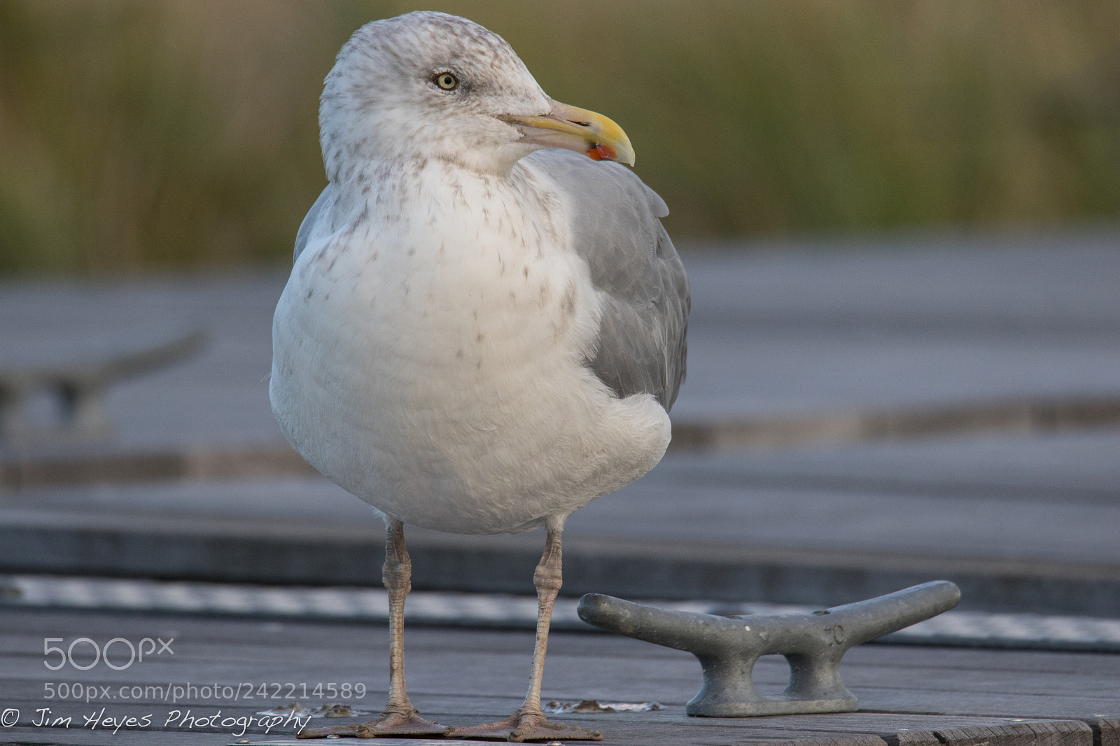 Canon EOS 7D Mark II sample photo. Sea gull on dock photography