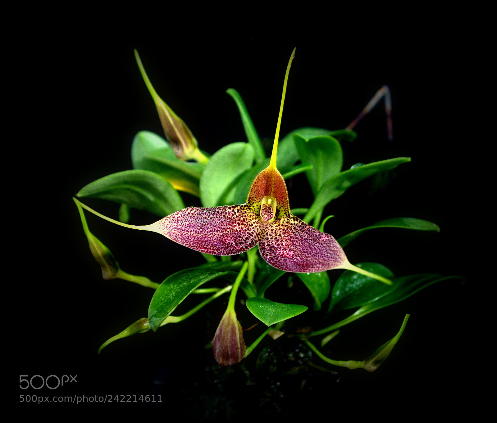 Nikon D3000 sample photo. Orchid flower photography