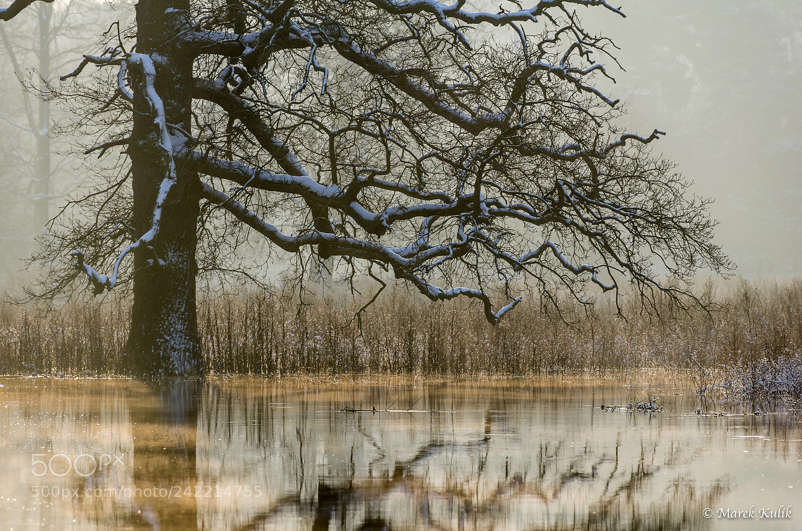 Pentax K-5 sample photo. Rogalin photography
