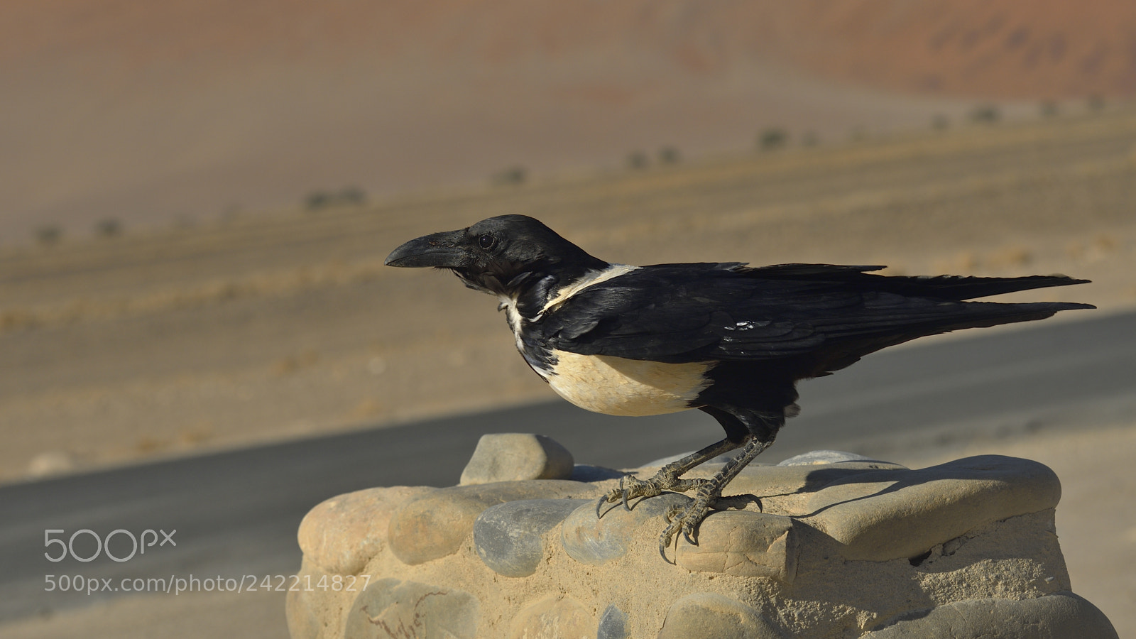 Nikon D500 sample photo. Hooded crow photography