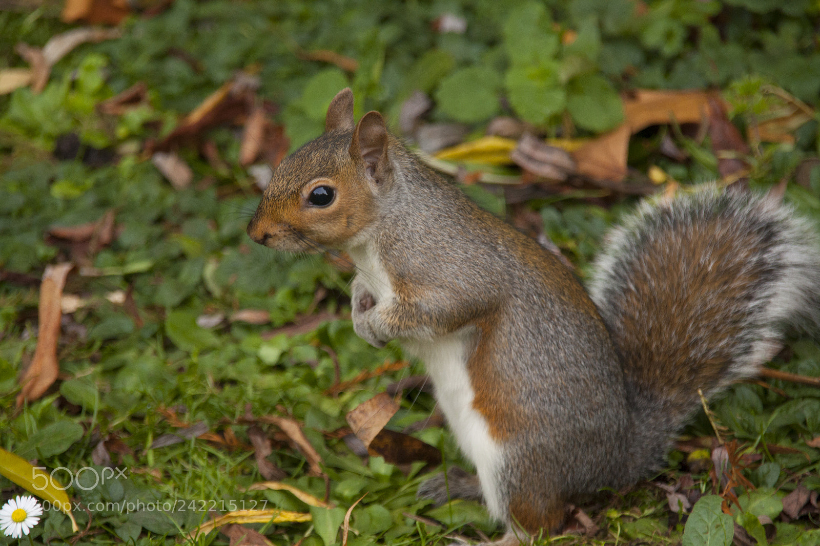 Canon EOS 450D (EOS Rebel XSi / EOS Kiss X2) sample photo. Squirrel photography