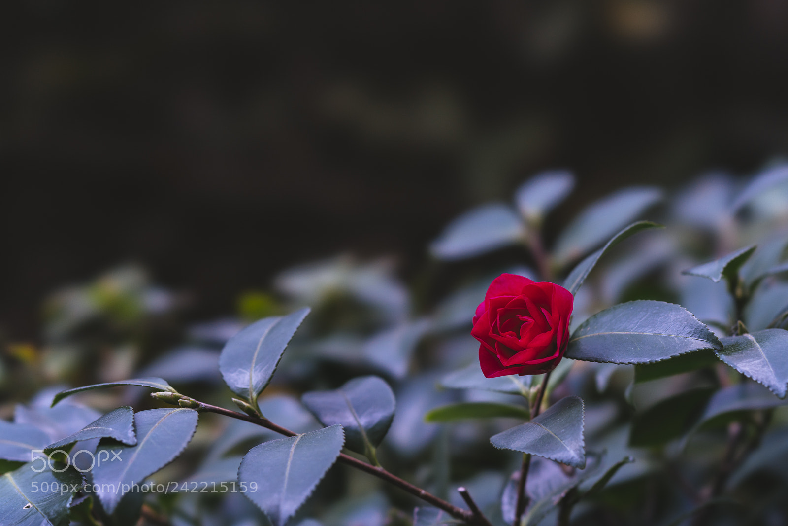 Sony a7R III sample photo. 20180112-130652_00443 photography