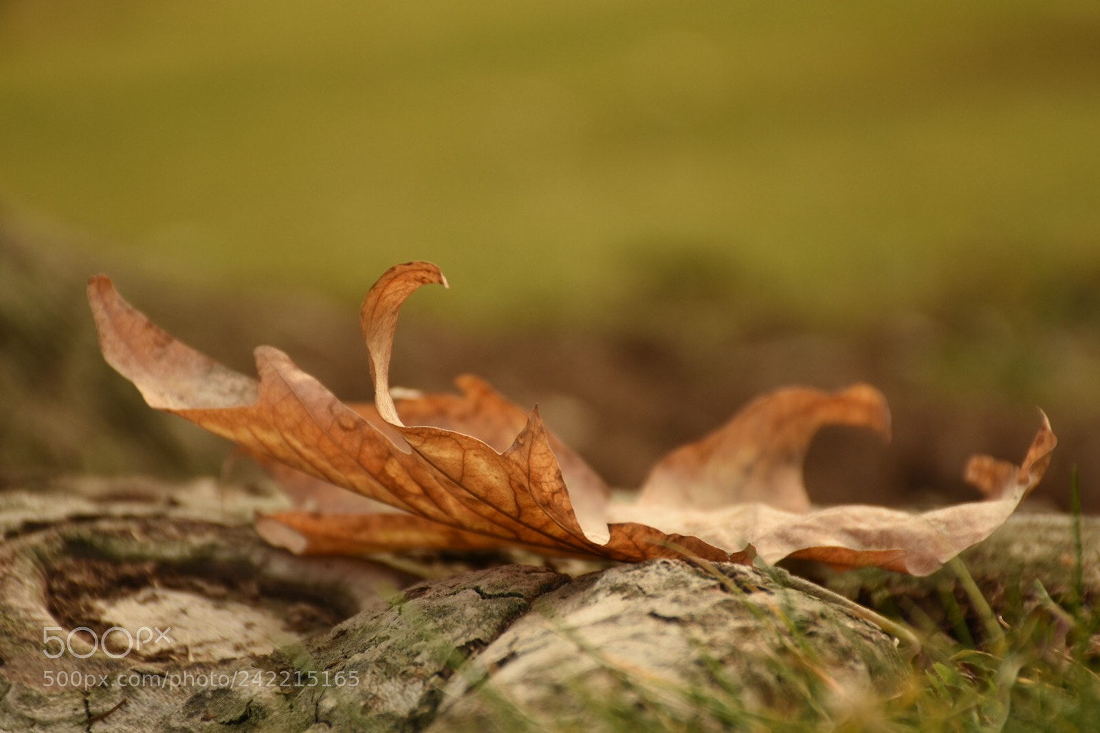 Nikon D7200 sample photo. Untitled photography