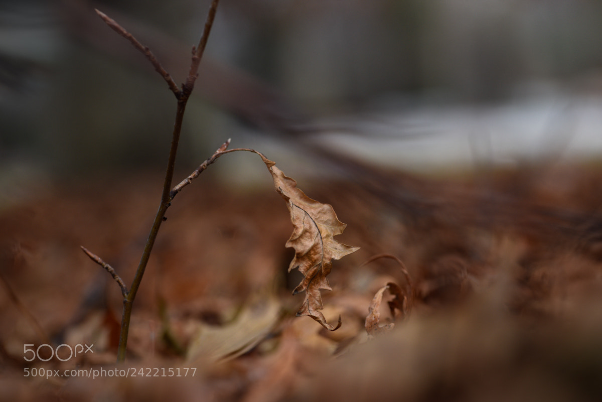 Nikon D810 sample photo. Tired one photography