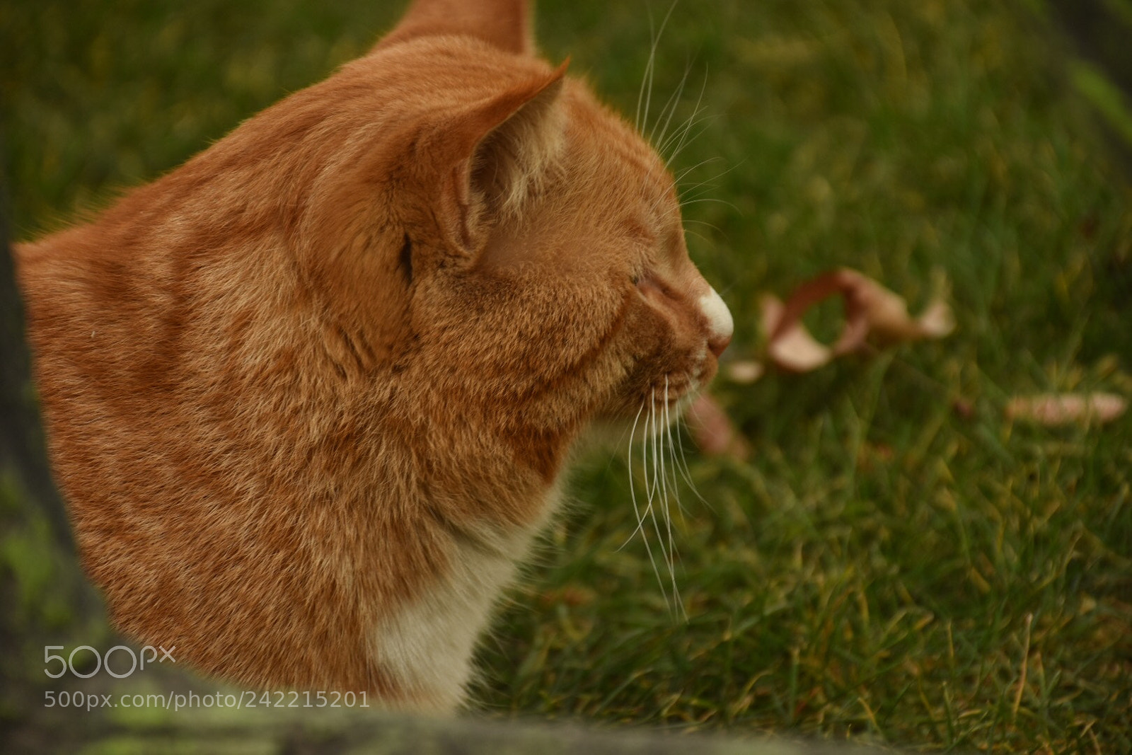 Nikon D7200 sample photo. Untitled photography