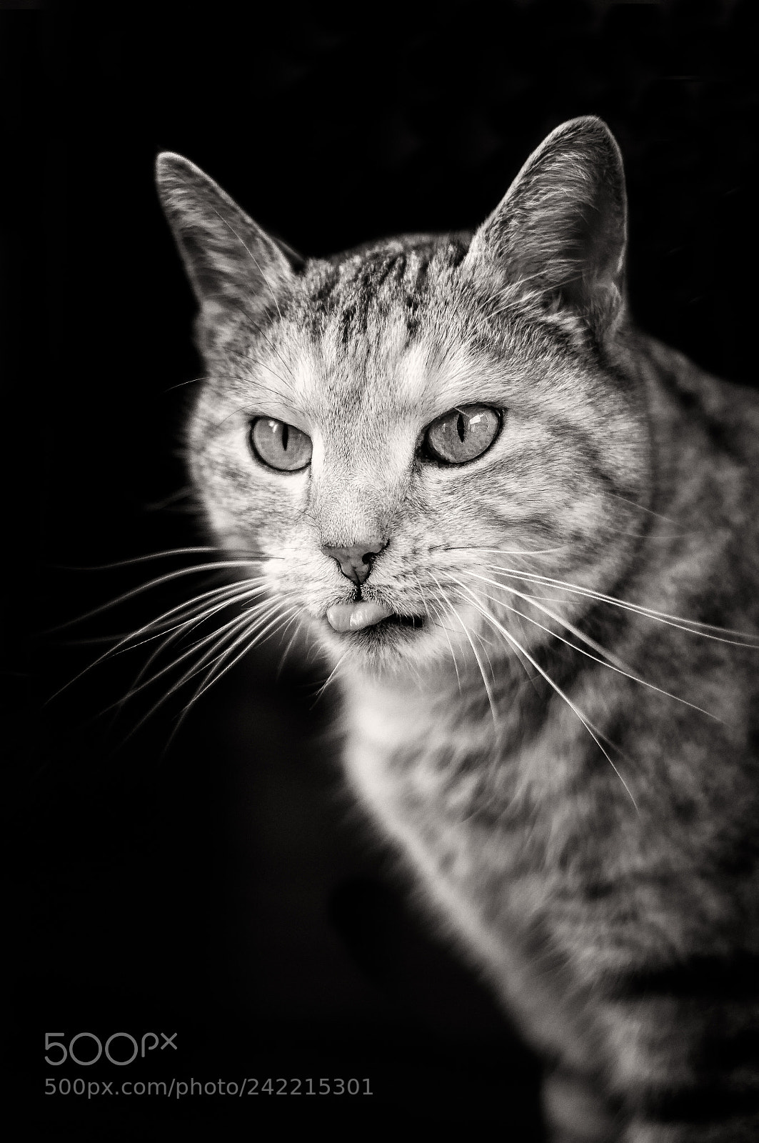 Nikon D90 sample photo. Weekend cat photography