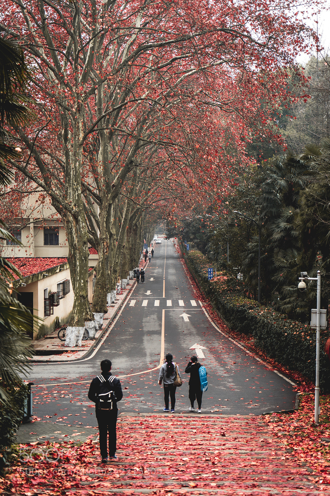 Sony a7 II sample photo. Covered by red.  photography