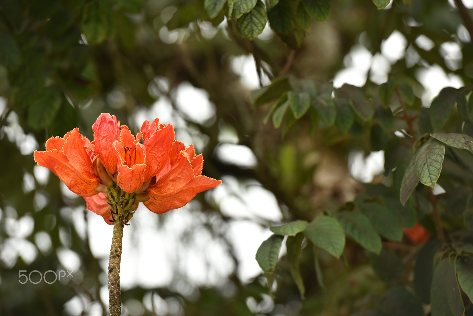 Nikon AF-S Nikkor 70-200mm F2.8G ED VR II sample photo. Greetings of the day photography