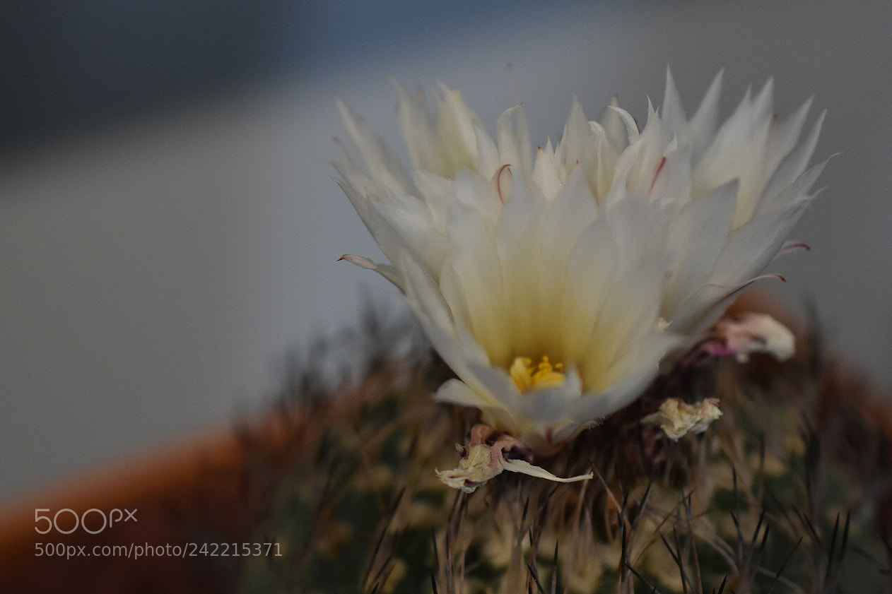 Nikon D3400 sample photo. The crown photography