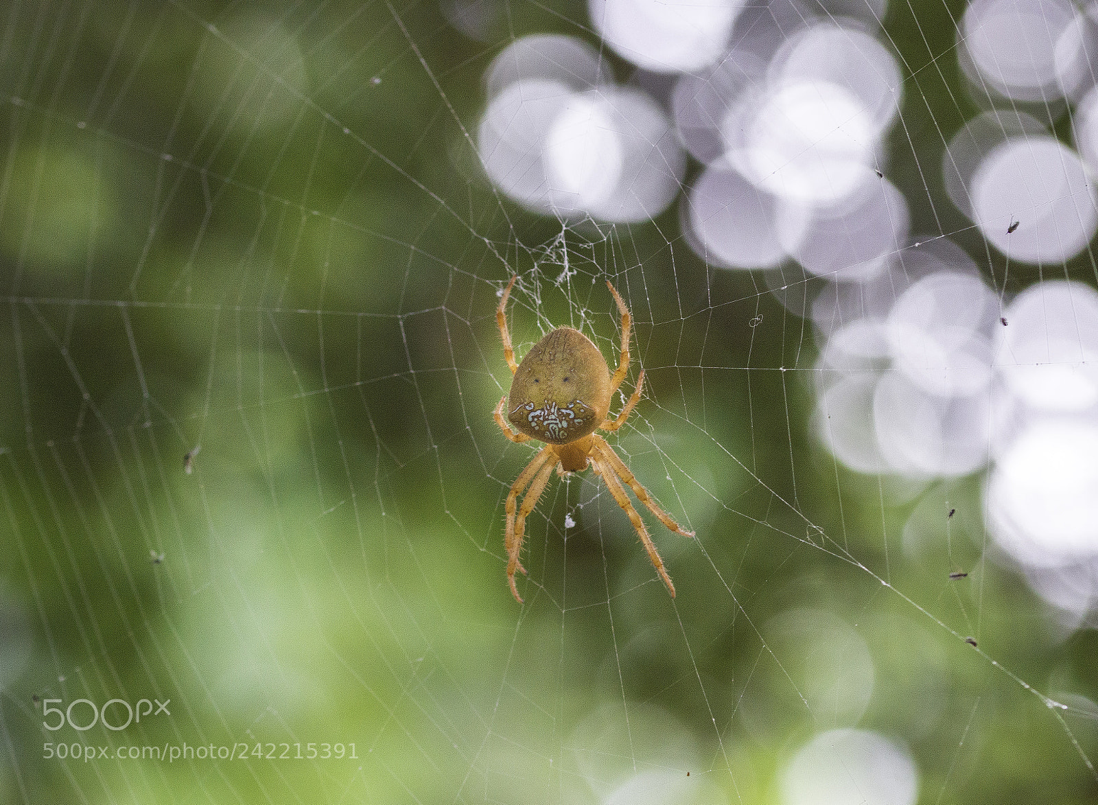 Nikon D3200 sample photo. Orange-garden spider photography